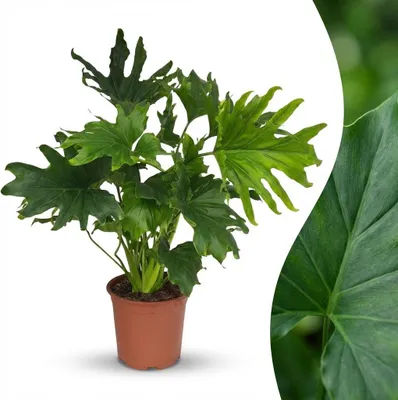 Image de Green boutiQ - Plante d'intérieur - Philodendron - Philodendron Lickety split - Vert - Peu d'entretien - 1 plante - Pot de 19 cm - Hauteur 70 cm