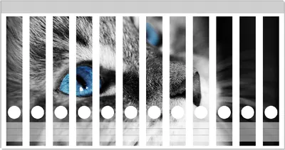 Produktbild von Wallario Ordnerrücken Sticker, selbstklebend für schmale Ordner, 12 Stück, Motiv Schwarz-weiß getigerte Katze mit leuchtend blauen Augen