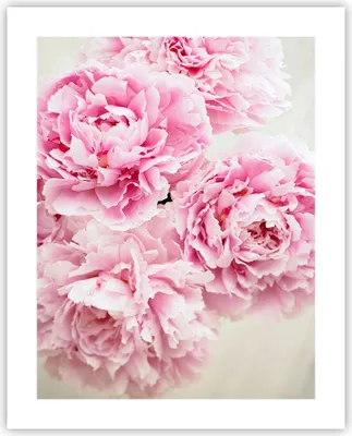 Produktbild von Poster - Poster ohne Rahmen - Pfingstrosen Blumenstrauß Blumen - 40x50 cm - Wand Bild - Wanddeko - Wandbilder - Kunstposter - Wandposter - Bilder - Kunstdruck - Wanddekoration - P2XPA40x50-4961