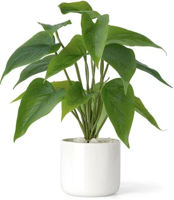 Image de Plante en céramique de 28 cm pour la décoration intérieure