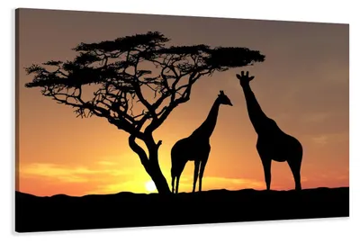 Produktbild von 5034 Afrika Giraffen Leinwandbild 120x80 cm