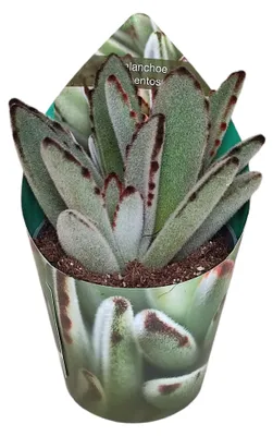 Produktbild von Kalanchoe tomentosa - Hasenöhrchen - Rarität - 6,5cm Topf - 15cm hoch