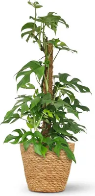 Produktbild von Monstera Minima am Moosstab 90cm – Mini Fensterblatt Zimmerpflanze im Korb Ø19cm – Rhaphidophora tetrasperma mit geschlitzten Blättern