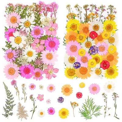 81 getrocknete gepresste Blumen, natürliche Trockenblumen, DIY-Dekoration