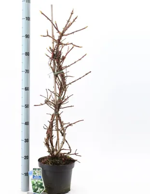 Immagine prodotto di Hydrangea anomala petiolaris - Ortensia | 60-70 cm in vaso