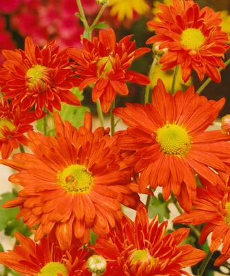 Produktbild von Chrysanthemum x hort.'Kl.Bernstein', Chrysantheme, ca. 9x9 cm Topf