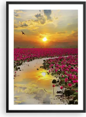 Produktbild von Gerahmtes Poster - Schwarzer Rahmen - See Blumen - 50x70 cm - Wand Bild - Wanddeko - Wandbilder - Kunstposter - Wandposter - Bilderrahmen - Bilder - Kunstdruck - Wandbild - P2BPA50x70-3769