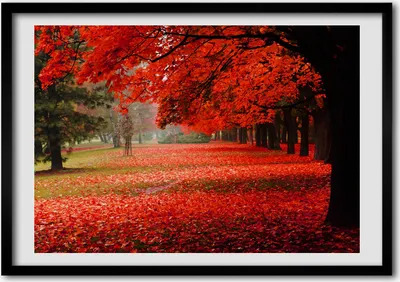 Produktbild von Bild - Bilderrahmen - 100 cm x 70 cm - MDF - Rahmen - Foto - Wandkunst Bäume im Herbst