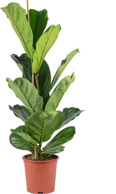 Produktbild von Geigenfeige - pflegeleichte Zimmerpflanze, Ficus Lyrata - Höhe ca. 100 cm, Topf-Ø 21 cm