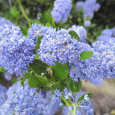 Produktbild von 2 x  Säckelblume  - Ceanothus impressus 'Victoria'  | 30-40 cm in Container