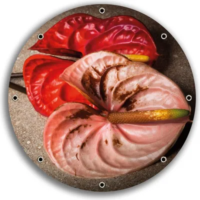 Produktbild von Wallario rundes Outdoor-Poster für Garten oder Balkon, Motiv Blüten einer Flamingoblume - Anthurie - auf schwarzem Marmor, 30 cm Durchmesser