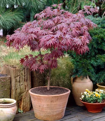 Produktbild von BALDUR Garten 1x Japanischer Ahorn 'Burgund', Pflanze im 12 cm-Topf, Ahornbaum, rote Blätter, winterhart, sehr pflegeleicht, Acer palmatum atropurpureum, Fächerahorn-Rarität