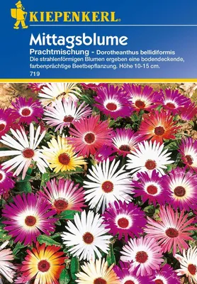 Produktbild von Kiepenkerl Mittagsblume Prachtmischung