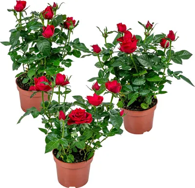 Zdjęcie produktu dla Bloomique - Zestaw 3 sztuk - Róża doniczkowa czerwona - Nadaje się do wnętrz i na zewnątrz - Rośliny doniczkowe - Rośliny ogrodowe - Rośliny tarasowe - Odporne na zimę - Wysokość 20-30 cm - Doniczka 12 cm