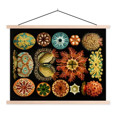 Produktbild von MuchoWow® Textilposter Vintage - Ernst Haeckel - Meerestier - Natur - Meer - Kunst 40x30 cm mit holzfarbenen Rahmen - Bilder