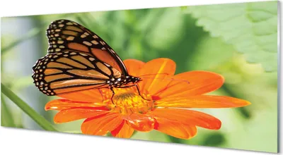 Produktbild von Glasbilder 125x50 Wandkunst Blumen bunter Schmetterling