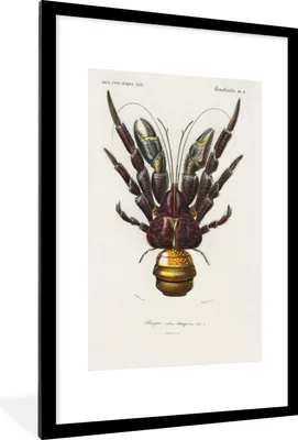 Produktbild von MuchoWow® MuchoWow® Gerahmtes Poster Krabbe - Jahrgang - Tier 60x90 cm - Poster mit zchwarzem Bilderrahmen - Dekoration - Wandposter Wohnzimmer - Hochwertig