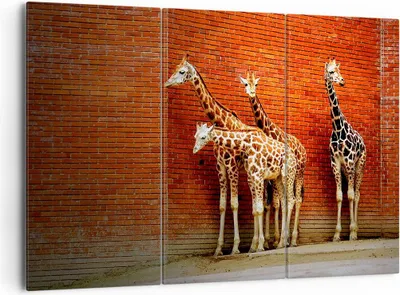 Produktbild von Bild auf Leinwand - Leinwandbild - Tiere Giraffen Zoo Familie - 165x110cm - Wand Bild - Wanddeko - Leinwanddruck - Bilder - Kunstdruck - Wanddekoration - Leinwand bilder - Wandkunst - CE165x110-2643