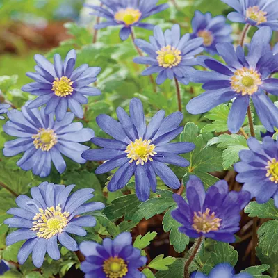 Produktbild von Anemone Zwiebel Staude winterhart Windröschen Anemone Blue Shades 10 St.