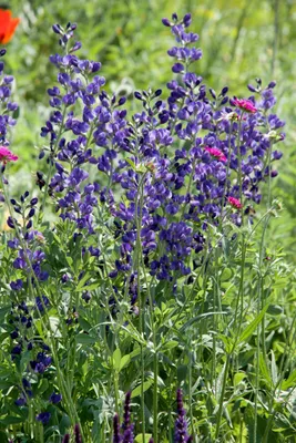 Produktbild von Aconitum napellus, Eisenhut, tiefblau, ca. 11x11 cm Topf