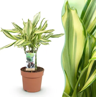 Image de Green boutiQ - Plantes d'intérieur - Dracaena fragrans Diamond Dream - Dragonnier - Peu d'entretien - Panaché - 1 Plante - Pot 17cm - Hauteur 50-55cm