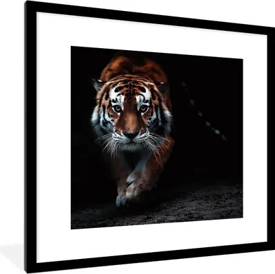 Produktbild von MuchoWow® Gerahmtes Poster Tiere - Tiger - Schwarz - Wild - Porträt 40x40 cm - Poster mit Schwarzem Bilderrahmen Wandposter Rahmen Foto Bilder - Poster - Plakat im Rahmen