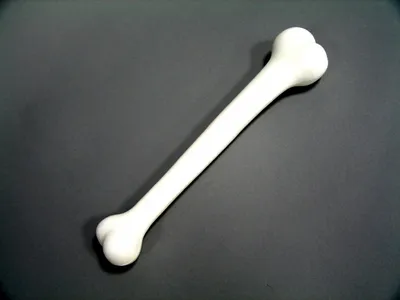 Produktbild von Plastikknochen Kunststoffknochen, ca. 41cm