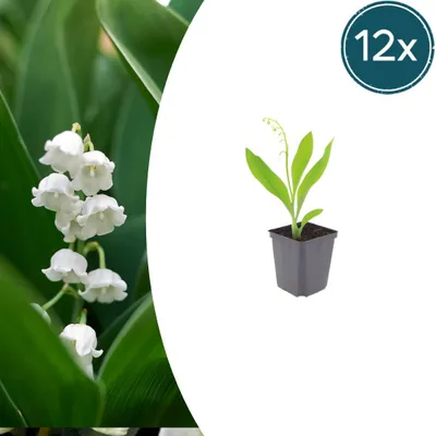 Zdjęcie produktu dla Convallaria majalis | 12 sztuk - 10-25cm - Ø9cm - Roślina ogrodowa