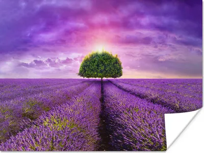 Produktbild von MuchoWow® Poster Lavendel - Baum - Lila - Wolken 160x120 cm - Foto Plakat