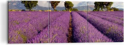 Produktbild von Bild auf Leinwand - Leinwandbild - Landschaft Wiese Pflanzen - 120x40cm - Wand Bild - Wanddeko - Leinwanddruck - Bilder - Kunstdruck - Wanddekoration - Leinwand bilder - Wandkunst - CA120x40-0128