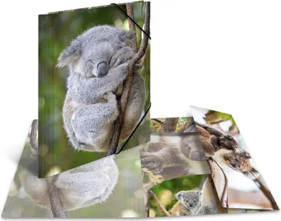 Produktbild von Sammelmappe Glossy Tiere A4 PP Koala Packung mit 3 Stück