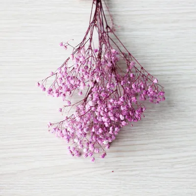 Produktbild von Schleierkraut Trockenblume lila -3