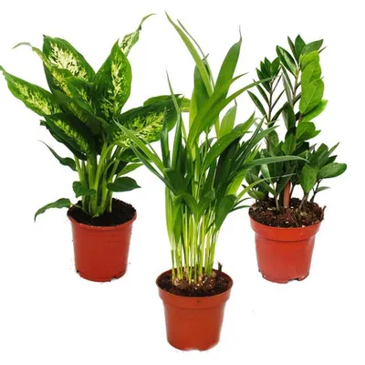 Produktbild von Exotenherz -Zimmerpflanzen-Set Dieffenbachia Dypsis lutescens Zamioculcas 3 Pflanzen pflegeleicht luftreinigend 12cm Topf