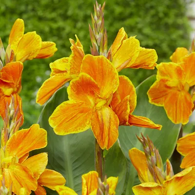 Zdjęcie produktu dla Canna Kanna Paciorecznik Carnaval 1 szt sadzonki canny kanny
