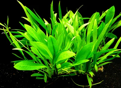 Produktbild von 3 Töpfe Kleine Echinodoren Bis Ca. 10Cm Hoch - Top!!!