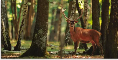 Produktbild von ARTland Glasbild Hirsch 4 - Wald Größe: 100x50 cm