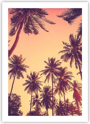 Produktbild von Poster - Poster ohne Rahmen - Palmen Himmel Sonne - 50x70 cm - Wand Bild - Wanddeko - Wandbilder - Kunstposter - Wandposter - Bilder - Kunstdruck - Wanddekoration - Wandbild - P2XPA50x70-4220