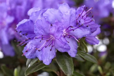 Produktbild von Rhododendron impeditum 'Luisella', kompakt, lila, 20–25 cm