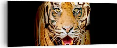 Produktbild von Bild auf Leinwand - Leinwandbild - tiger tier - 140x50cm - Wand Bild - Wanddeko - Wandbilder - Leinwanddruck - Bilder - Kunstdruck - Wanddekoration - Leinwand bilder - Wandkunst - AB140x50-4103