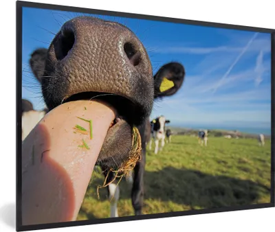 Produktbild von MuchoWow® MuchoWow® Gerahmtes Poster Kühe - Gras - Zunge 30x20 cm - Poster mit zchwarzem Bilderrahmen - Kunstdruck - Bild-Poster