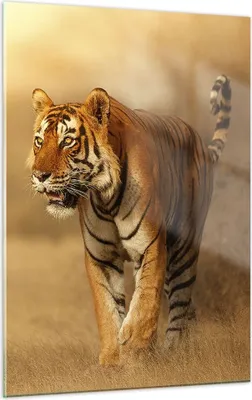 Produktbild von Bilder auf glas - Einteilig - tiger tier - 50x70cm - Glasbilder - Wandbilder - Bilder - Kunstdruck - zum Aufhängen bereit - Wanddekoration aus Glas - Glas Bilder - Wandbild auf Glas - GPA50x70-3946