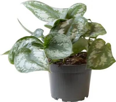Image de Philodendron Scandens Pictus Trebie Baumfreund Ø12cm x 22cm, facile