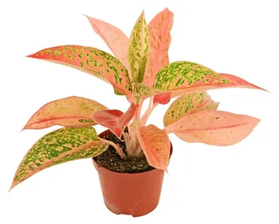 Obrázok produktu pre Gardners Aglaonema Prestige, priemer 9 cm