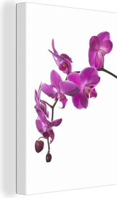 Produktbild von OneMillionCanvasses® - Leinwandbilder - 90x140 cm, Orchidee vor weißem Hintergrund, Wandbilder Kunstdruck Wanddekoration - Foto auf Leinwand - Gemälde auf Holzrahmen  - Wandschmucke - Schlafzimmer