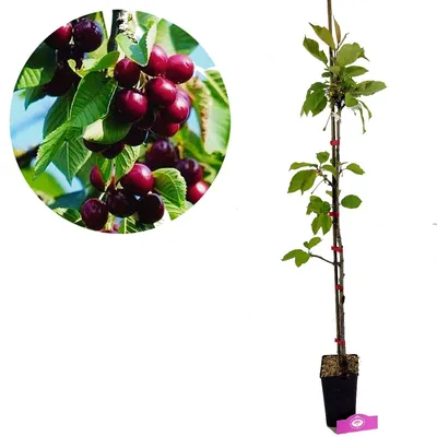 A potted cherry tree with a close-up inset of cherries on a branch.