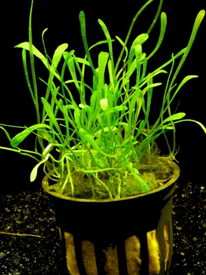 Produktbild von 1 Topf Neuseelandgras (Lilaeopsis Novaezelandiae)