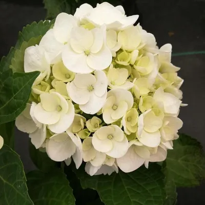 Productafbeelding van 2 x Boerenhortensia - Hydrangea macrophylla 'Soeur Therese' | 25-30 cm in pot