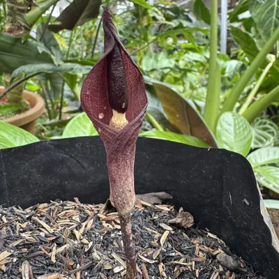 Image de Amorphophallus manta - 1 graine germée