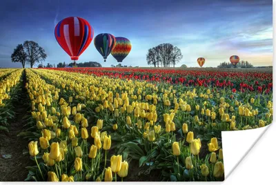Produktbild von MuchoWow® Poster Heißluftballons über einem Tulpenfeld 60x40 cm - Schlafzimmerdekoration