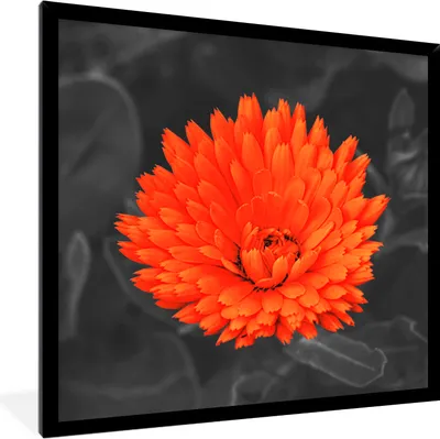 Produktbild von MuchoWow® Gerahmtes Poster Blumen - Orange - Schwarz - Weiß 40x40 cm - Poster mit Schwarzem Bilderrahmen Wandposter Rahmen Foto Bilder - Mit Rahmen - Wanddekoration Schlafzimmer